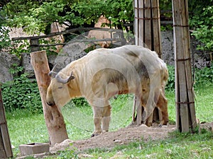 Golden takin