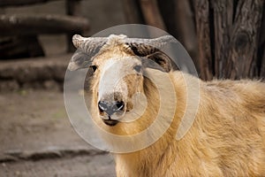 Golden takin also called gnu goat with golden fur standing in front of a tree