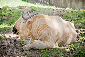 Golden takin (Budorcas taxicolor bedfordi)