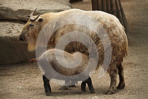 Golden takin (Budorcas taxicolor bedfordi).