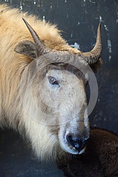 Golden takin (Budorcas taxicolor bedfordi).