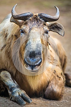 Golden takin portrait in nature