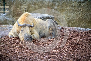 Golden takin in a Zoo, Berlin
