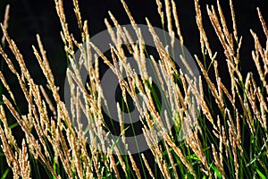 Golden Tall Grass Seed Heads