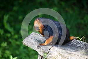 golden tamarin in zoologic park