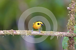 Golden Tanager  844093