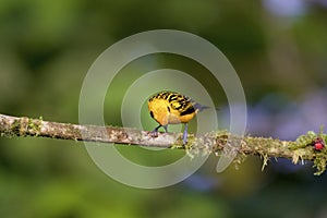 Golden Tanager  844097