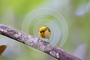 Golden Tanager  844145