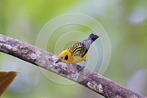 Golden Tanager  844147