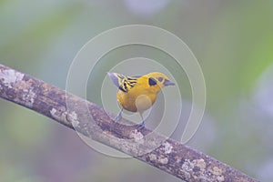 Golden Tanager  844168