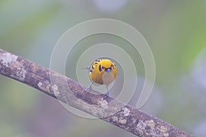 Golden Tanager  844170