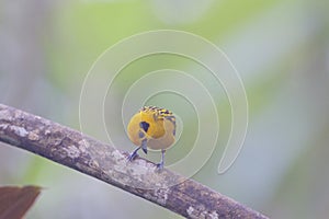 Golden Tanager  844175