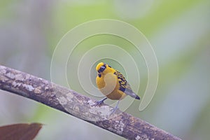 Golden Tanager  844178