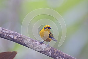 Golden Tanager  844179