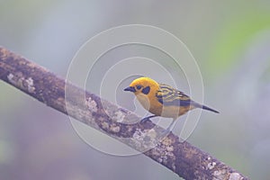 Golden Tanager  844233