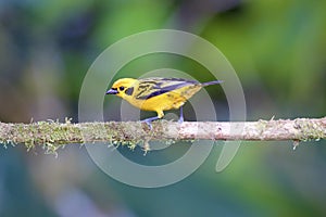 Golden Tanager  844062 photo