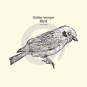 The golden tanager is a species of bird in the family Thraupidae. Hand draw sketch vector