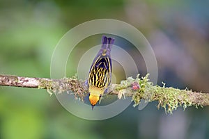 Golden Tanager Top View 844092