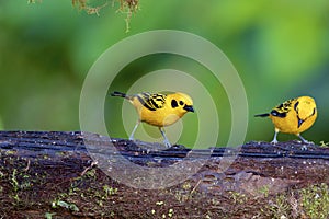 Golden Tanagers  844061