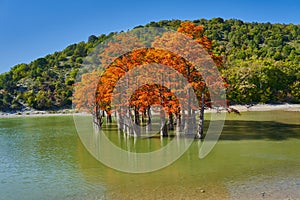 Golden Taxodium distichum stand in a gorgeous lake against the backdrop of the Caucasus mountains in the fall. Autumn. October. Su