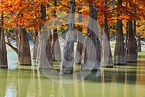 Golden Taxodium distichum stand majestically in a gorgeous lake against the backdrop of the Caucasus Mountains in the fall. Autumn