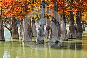 Golden Taxodium distichum stand majestically in a gorgeous lake against the backdrop of the Caucasus Mountains in the fall. Autumn photo