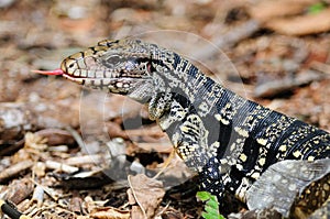 Golden Tegu