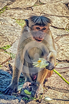 Golden temple in Dambulla monkey