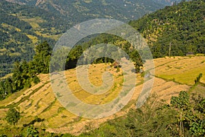 Golden terraced paddy fields in Sikkim Himalayan mountains