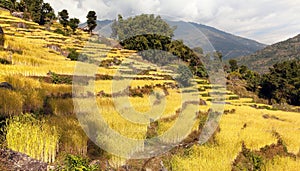 Golden terraced rice field in Solukhumbu valley, Nepal photo