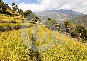 Golden terraced rice field in Solukhumbu valley, Nepal photo