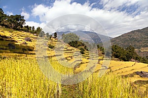 Golden terraced rice field in Solukhumbu valley, Nepal photo