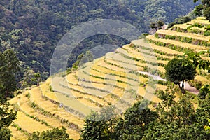 Golden terraced rice field in Solukhumbu valley, Nepal photo