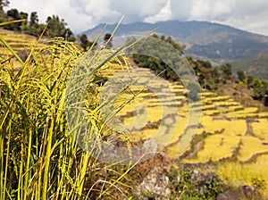 Golden terraced rice field in Solukhumbu valley, Nepal photo