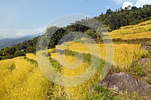 Golden terraced rice paddy field in Nepal Himalayas mountains beautiful himalayan landscape