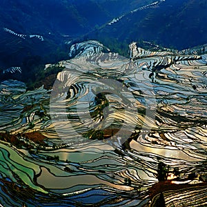 Golden terraces of yuanyang photo