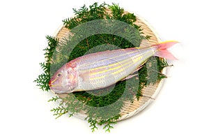 Golden threadfin bream