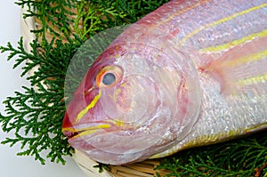 Golden threadfin bream