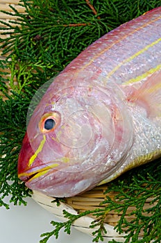 Golden threadfin bream