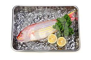 Golden threadfin bream