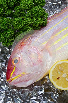 Golden threadfin bream