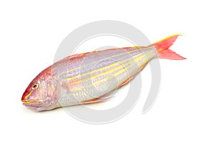 Golden threadfin bream