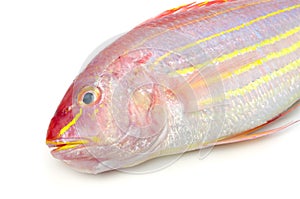 Golden threadfin bream