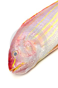 Golden threadfin bream