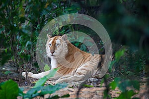 Golden tiger