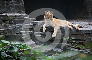 Golden tiger