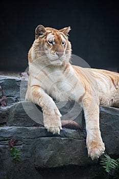 Golden tiger