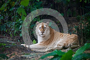 Golden tiger photo