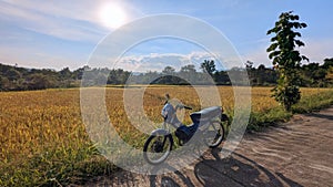 Golden time rice fields