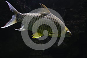 Golden Tinfoil Barb Fish Barbonymus Schwanenfeldii